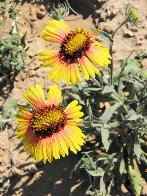 Gaillardia pinnatifida (Red dome blanketflower) #80491