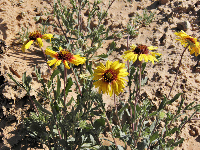 Gaillardia pinnatifida (Red dome blanketflower) #80494