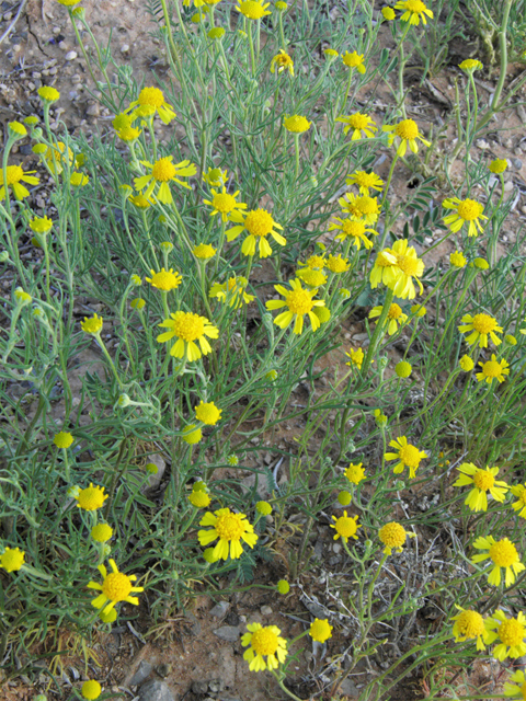 Hymenoxys odorata (Bitter rubberweed) #80500