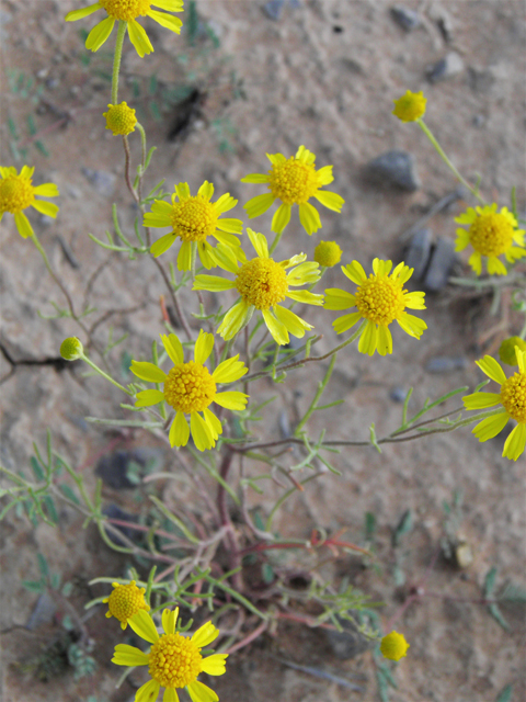 Hymenoxys odorata (Bitter rubberweed) #80501