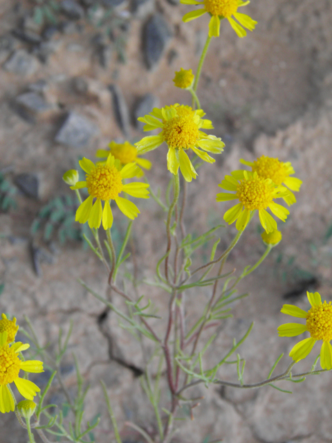 Hymenoxys odorata (Bitter rubberweed) #80503