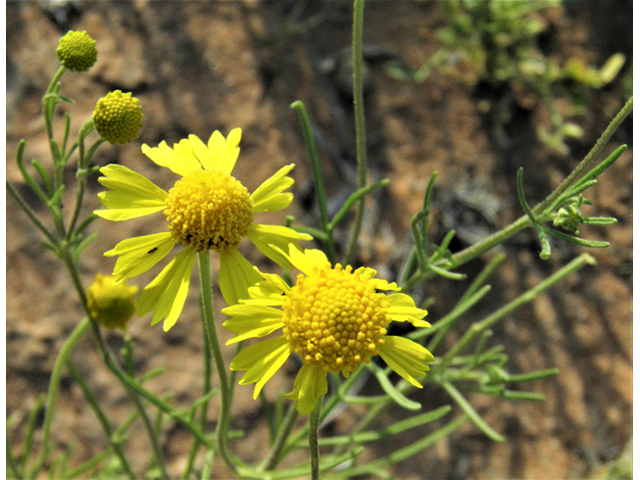 Hymenoxys odorata (Bitter rubberweed) #80504