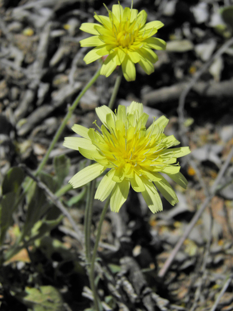 Malacothrix fendleri (Fendler's desertdandelion) #80517