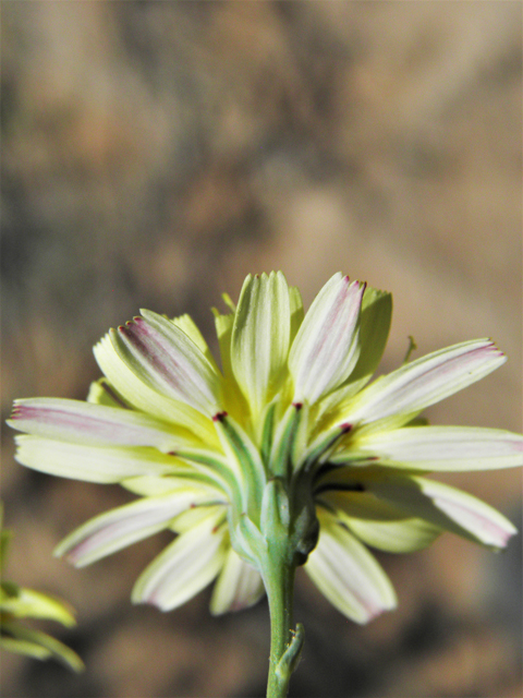 Malacothrix fendleri (Fendler's desertdandelion) #80518