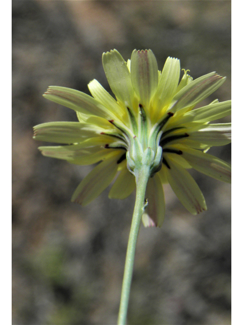 Malacothrix fendleri (Fendler's desertdandelion) #80519