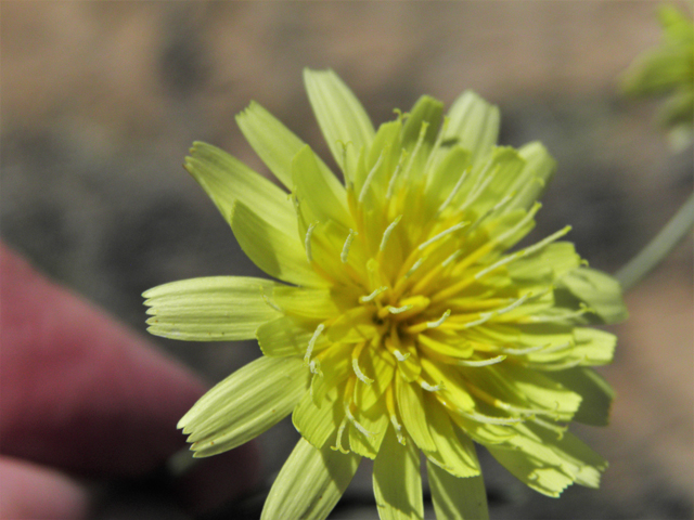 Malacothrix fendleri (Fendler's desertdandelion) #80520