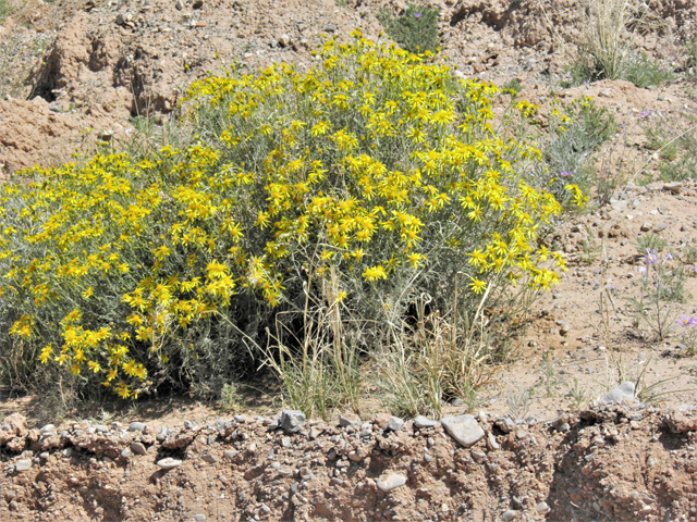 Senecio flaccidus (Threadleaf ragwort) #80530