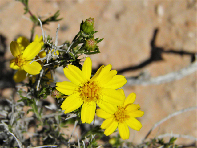 Thymophylla acerosa (Prickly-leaf dogweed) #80532