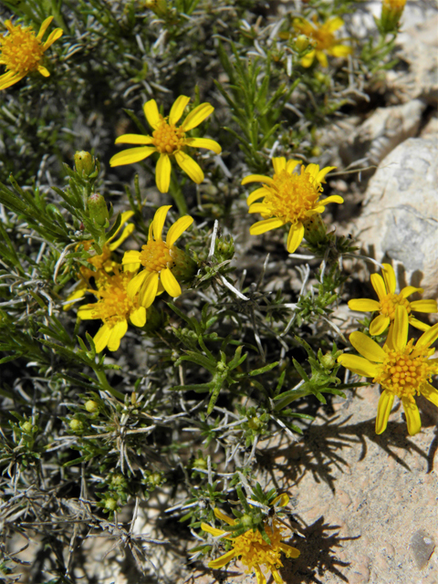 Thymophylla acerosa (Prickly-leaf dogweed) #80533