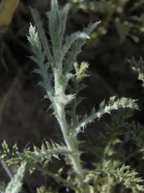 Machaeranthera pinnatifida (Lacy tansyaster) #80537