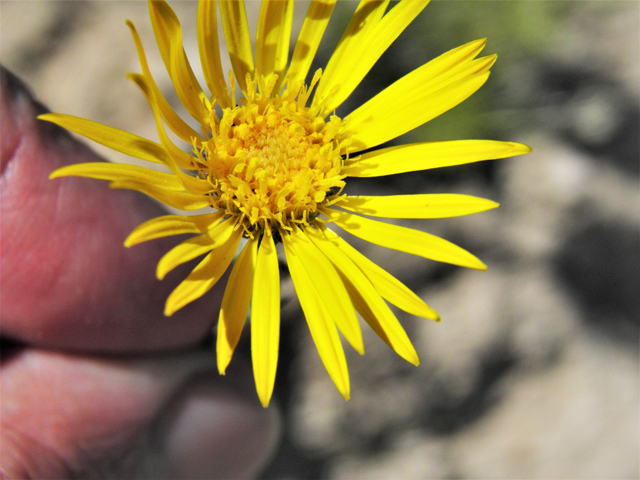 Machaeranthera pinnatifida (Lacy tansyaster) #80538