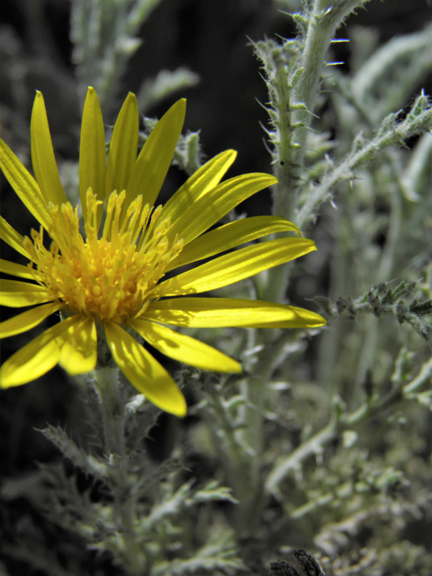 Machaeranthera pinnatifida (Lacy tansyaster) #80539