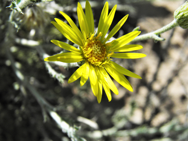 Machaeranthera pinnatifida (Lacy tansyaster) #80540