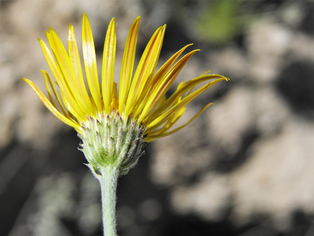 Machaeranthera pinnatifida (Lacy tansyaster) #80541