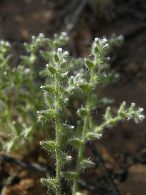 Cryptantha mexicana (Mexican cryptantha) #80546