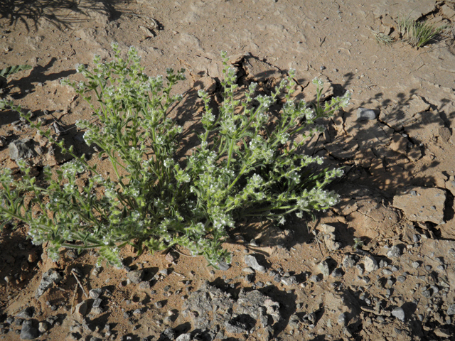 Cryptantha mexicana (Mexican cryptantha) #80549