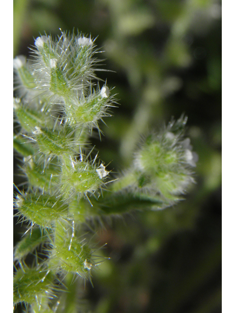 Cryptantha mexicana (Mexican cryptantha) #80550