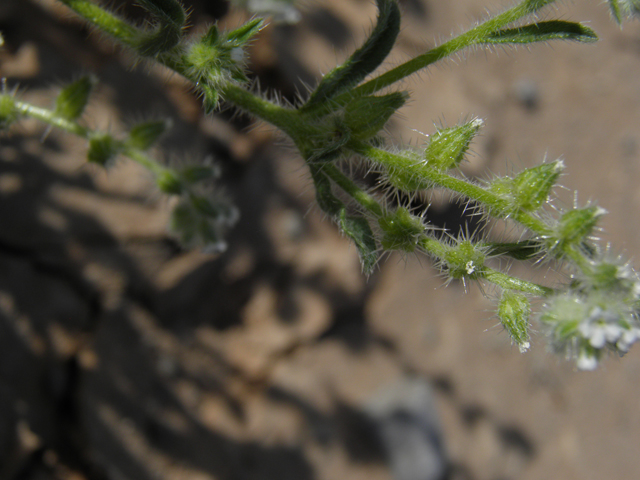 Cryptantha mexicana (Mexican cryptantha) #80551