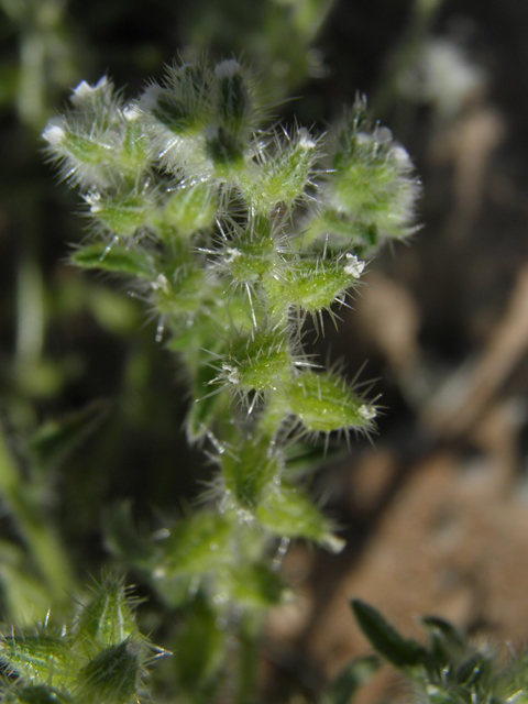 Cryptantha mexicana (Mexican cryptantha) #80552