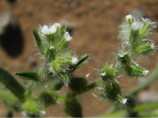 Cryptantha mexicana (Mexican cryptantha) #80553