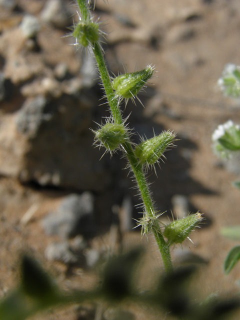 Cryptantha mexicana (Mexican cryptantha) #80554