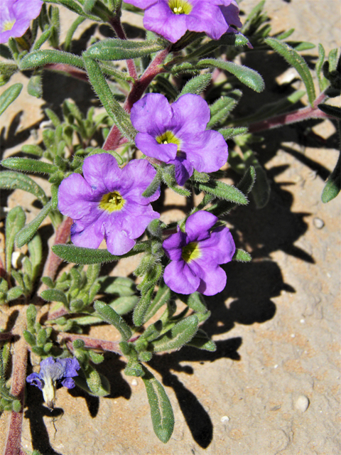 Nama hispidum (Sand bells) #80565