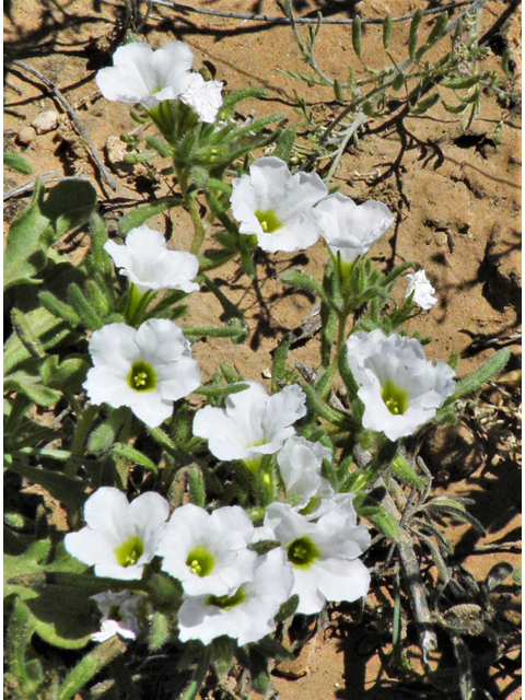 Nama hispidum (Sand bells) #80566