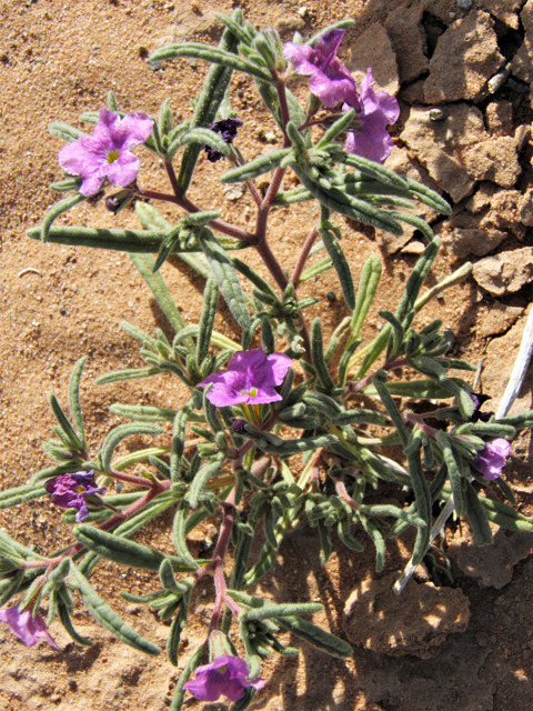 Nama hispidum (Sand bells) #80567