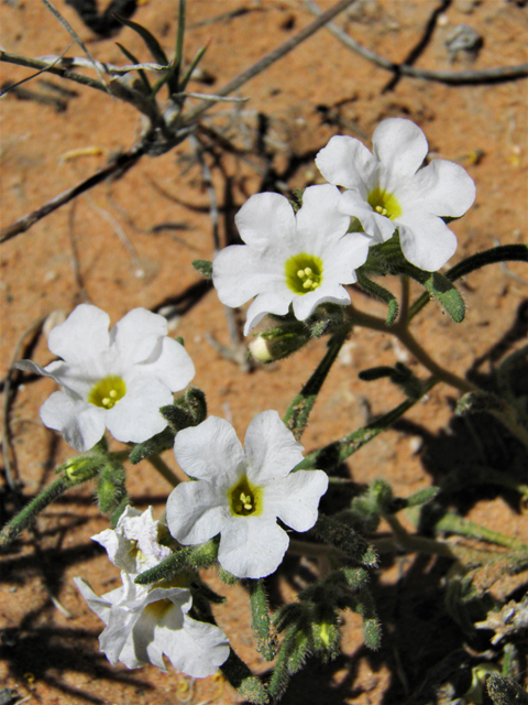 Nama hispidum (Sand bells) #80568