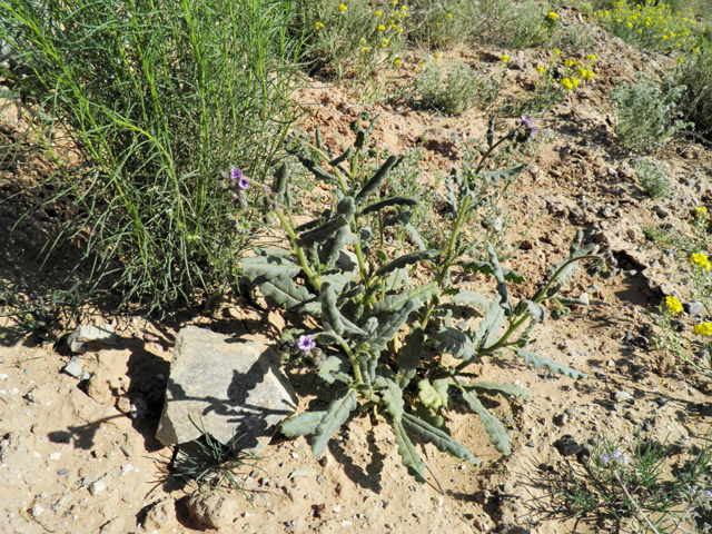 Phacelia integrifolia (Gypsum phacelia) #80594