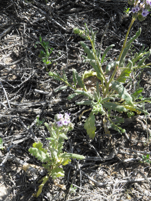 Phacelia integrifolia (Gypsum phacelia) #80600