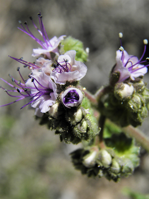 Phacelia integrifolia (Gypsum phacelia) #80603