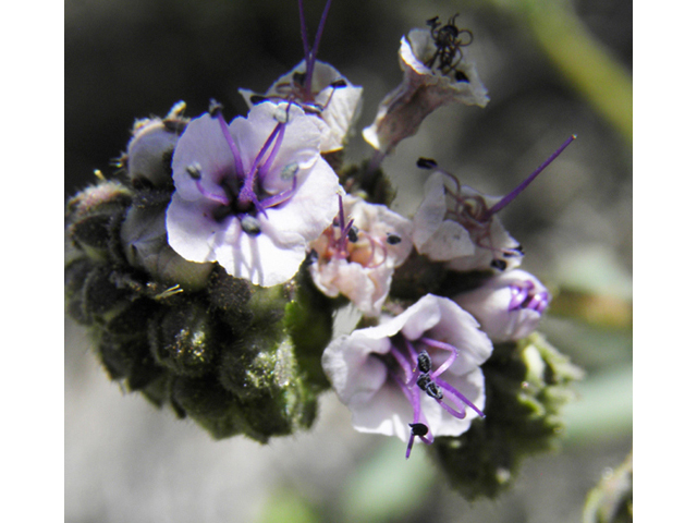 Phacelia integrifolia (Gypsum phacelia) #80604