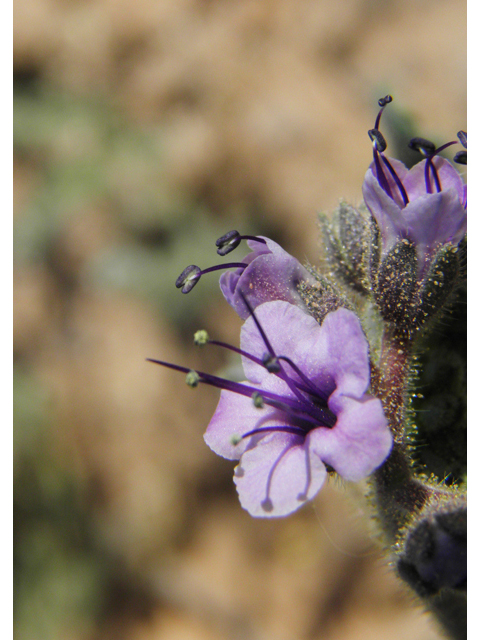 Phacelia integrifolia (Gypsum phacelia) #80608