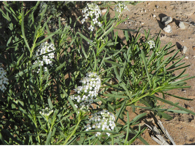 Lepidium alyssoides (Mesa pepperwort) #80670