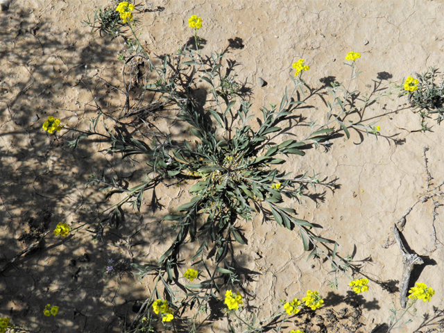 Lesquerella gordonii (Gordon's bladderpod) #80699