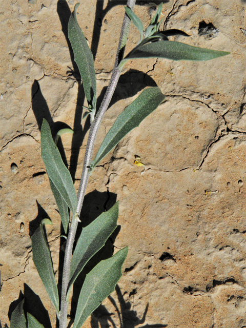 Lesquerella gordonii (Gordon's bladderpod) #80700