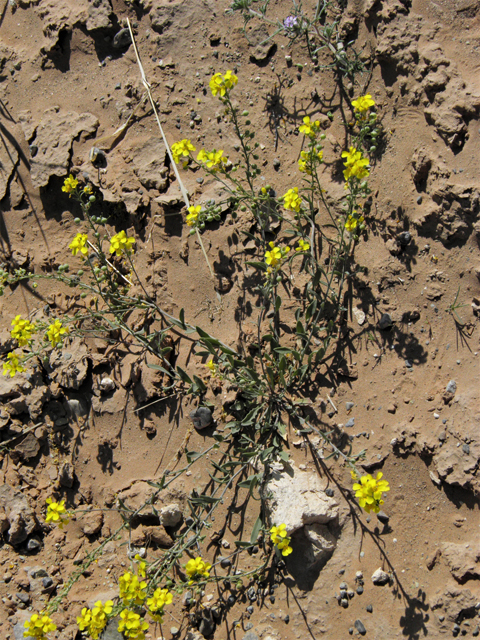 Lesquerella gordonii (Gordon's bladderpod) #80715