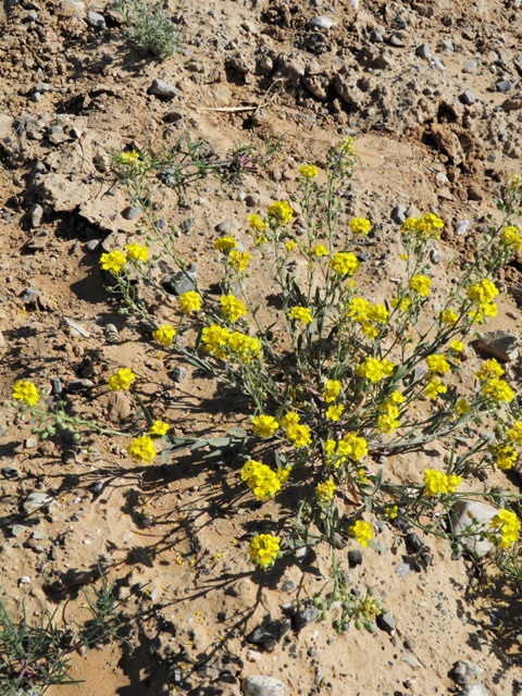 Lesquerella gordonii (Gordon's bladderpod) #80717