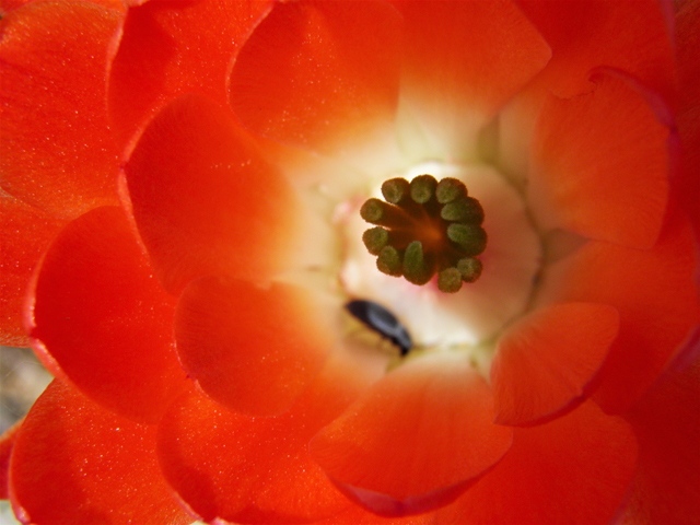 Echinocereus coccineus (Scarlet hedgehog cactus) #80746