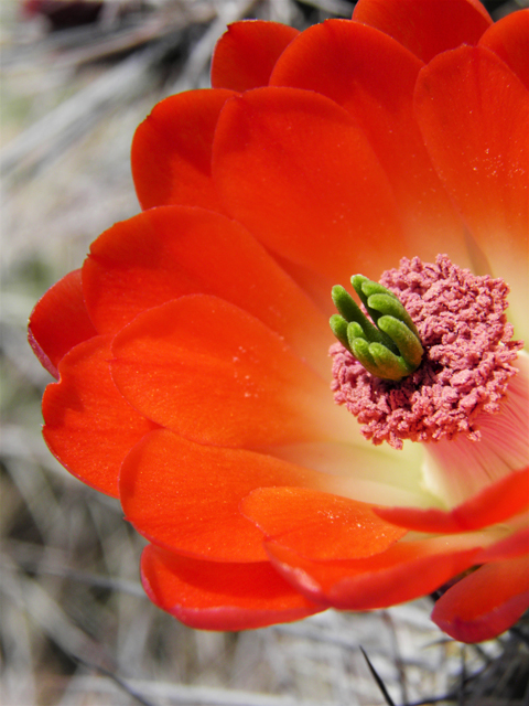 Echinocereus coccineus (Scarlet hedgehog cactus) #80748