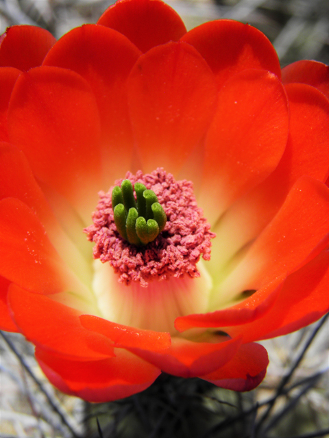 Echinocereus coccineus (Scarlet hedgehog cactus) #80749