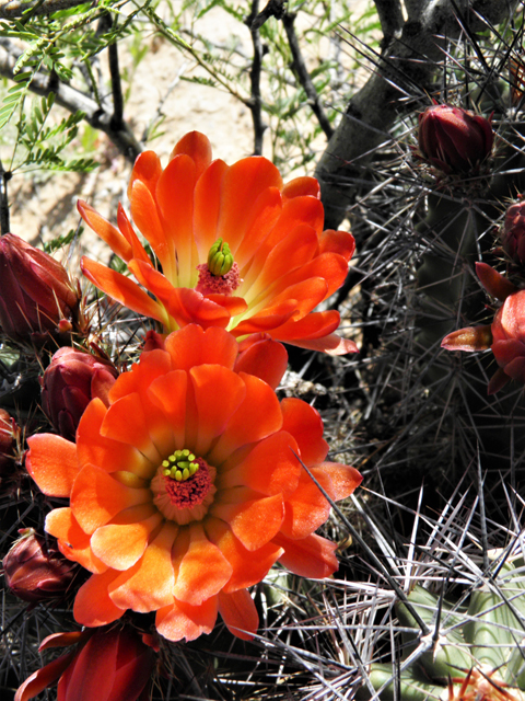 Echinocereus coccineus (Scarlet hedgehog cactus) #80753