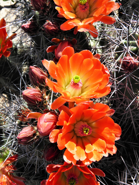 Echinocereus coccineus (Scarlet hedgehog cactus) #80754