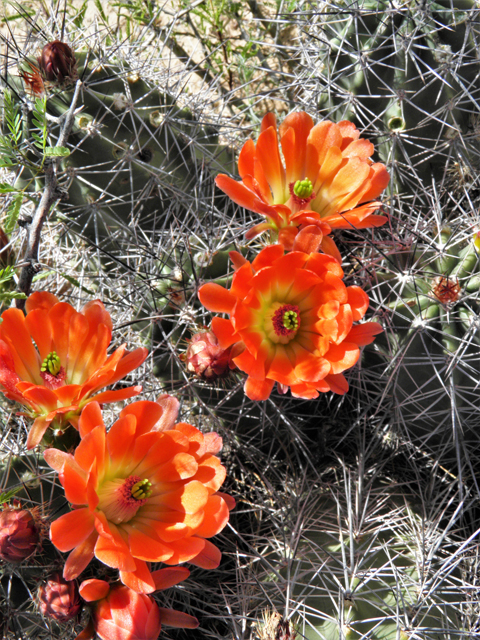 Echinocereus coccineus (Scarlet hedgehog cactus) #80755