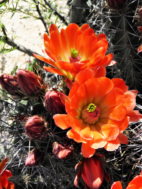 Echinocereus coccineus (Scarlet hedgehog cactus) #80756