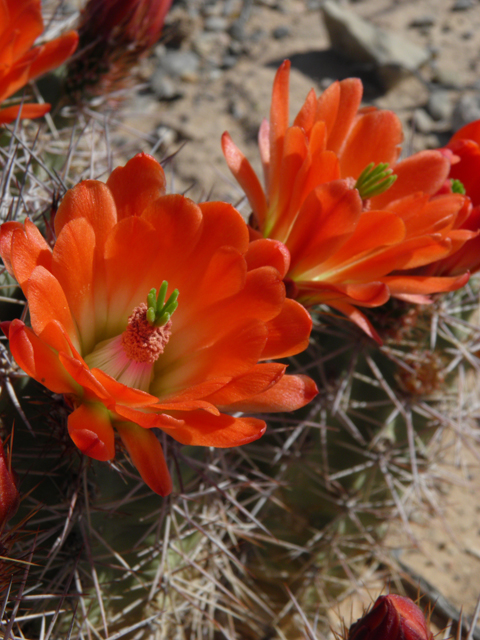 Echinocereus coccineus (Scarlet hedgehog cactus) #80761