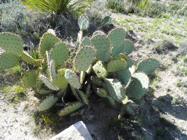 Opuntia engelmannii (Cactus apple) #80770