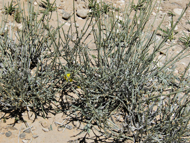 Ephedra torreyana (Torrey's jointfir) #80776