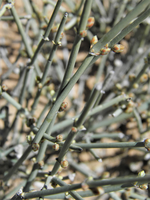 Ephedra torreyana (Torrey's jointfir) #80777